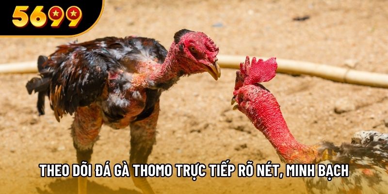 Theo dõi đá gà Thomo trực tiếp rõ nét, minh bạch